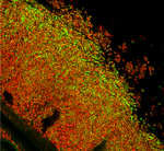 Stochastic pulsing of gene expression enables the generation of spatial patterns in Bacillus subtilis biofilms